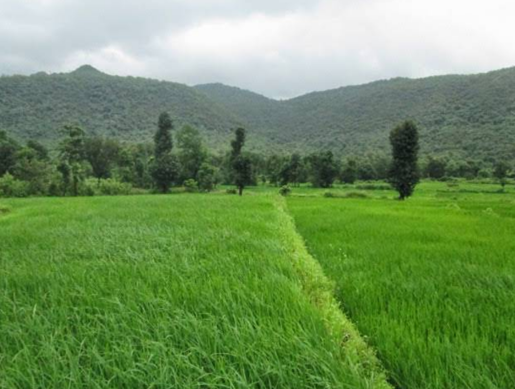 भात शेती